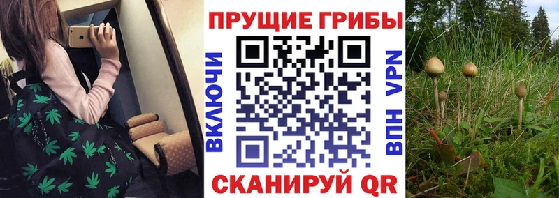 blacksprut зеркало цены наркотик Кропоткин Псилоцибиновые грибы Cubensis
